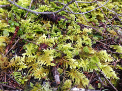 Homalothecium megaptilum