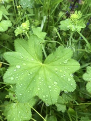 Alchemilla lindbergiana