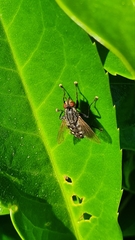 Sarcophagidae