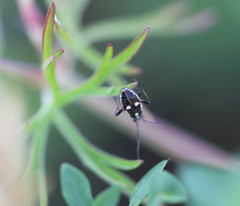 Capsodes sulcatus