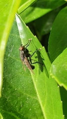 Sarcophagidae