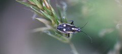 Capsodes sulcatus