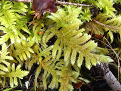 Homalothecium megaptilum