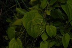 Dioscorea mayottensis