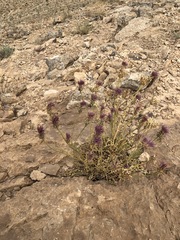 Centaurea eryngioides