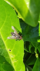 Sarcophagidae