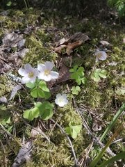 Oxalis acetosella