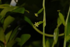 Dioscorea mayottensis