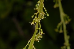 Dioscorea mayottensis