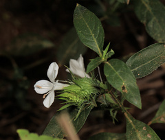 Barleria elegans orientalis
