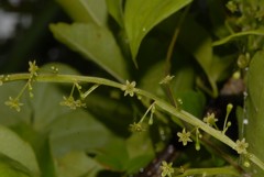 Dioscorea mayottensis