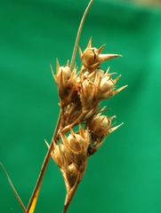 Juncus dichotomus