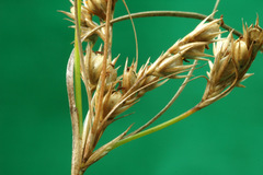 Juncus dichotomus