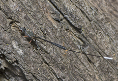 Gasteruption terminale