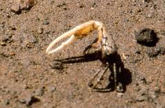 Austruca occidentalis