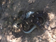 Arizona elegans elegans