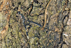 Gasteruption terminale