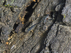 Gasteruption terminale