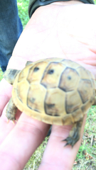 Testudo graeca ibera