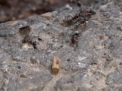 Liometopum microcephalum