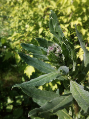 Cirsium arvense integrifolium
