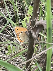 Coenonympha leander