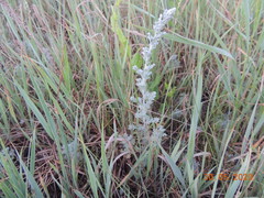 Artemisia nitrosa