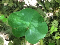 Asarum europaeum