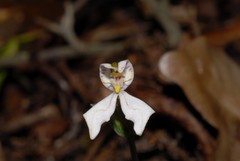 Disperis tripetaloides image