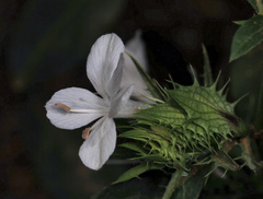Barleria elegans orientalis