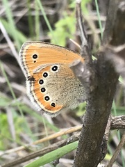 Coenonympha leander
