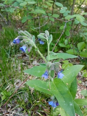 Pulmonaria mollis