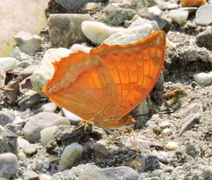 Charaxes marmax