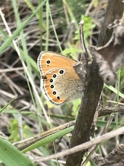Coenonympha leander