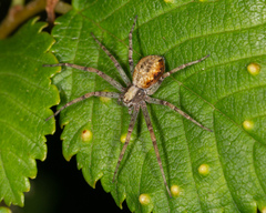 Philodromus cespitum
