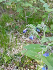Pulmonaria mollis