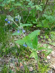 Pulmonaria mollis