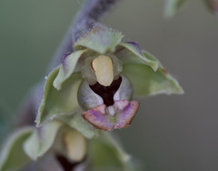 Epipactis kleinii