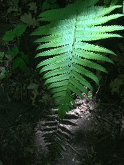 Dryopteris filix-mas