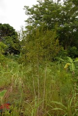 Gagnebina pterocarpa