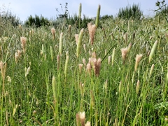 Alopecurus arundinaceus