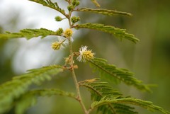 Gagnebina pterocarpa