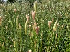 Alopecurus arundinaceus