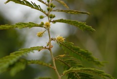 Gagnebina pterocarpa