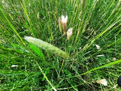 Alopecurus arundinaceus