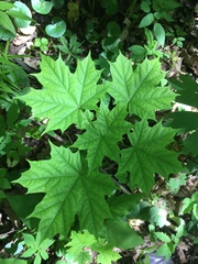 Acer platanoides