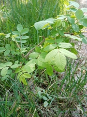 Rosa acicularis