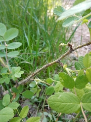 Rosa acicularis