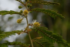 Gagnebina pterocarpa