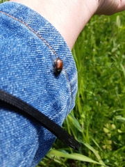 Phyllopertha horticola